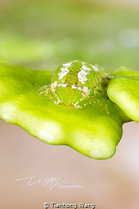 CAMOUFLAGE
Isopoda  only2-3mm by Tianhong Wang 